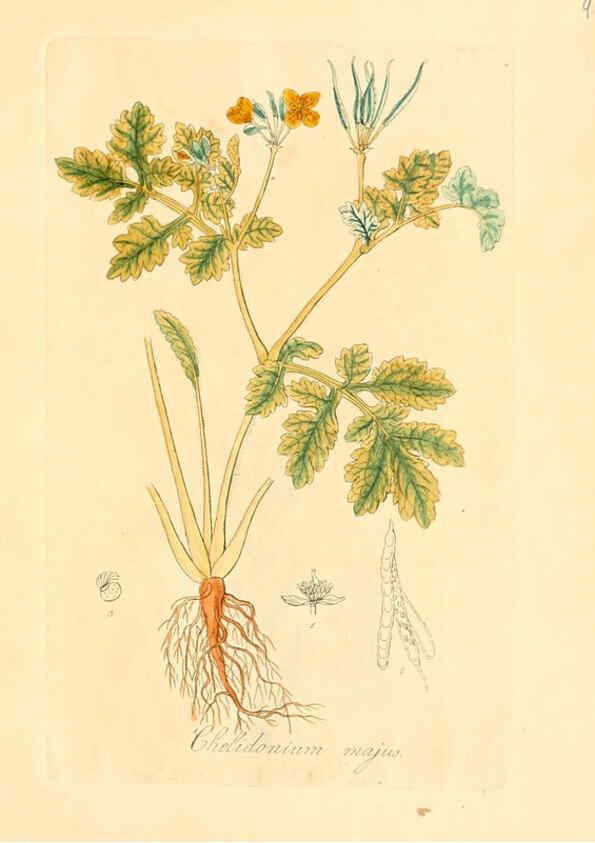 Reproducción/Reproduction 6031967947: Flora medica, oder, Abbildung der wichtigsten officinellen Pflanzen Jena,August Schmid,1831 [i.e. 1829-1831] 