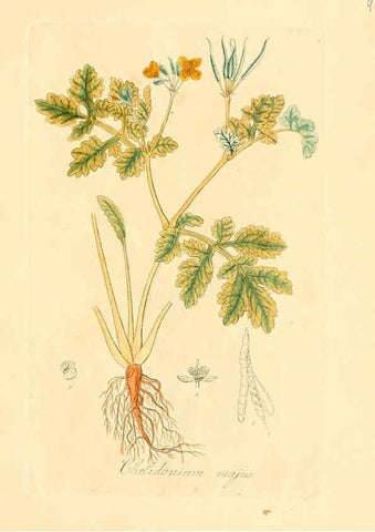 Reproducción/Reproduction 6031967947: Flora medica, oder, Abbildung der wichtigsten officinellen Pflanzen Jena,August Schmid,1831 [i.e. 1829-1831] 