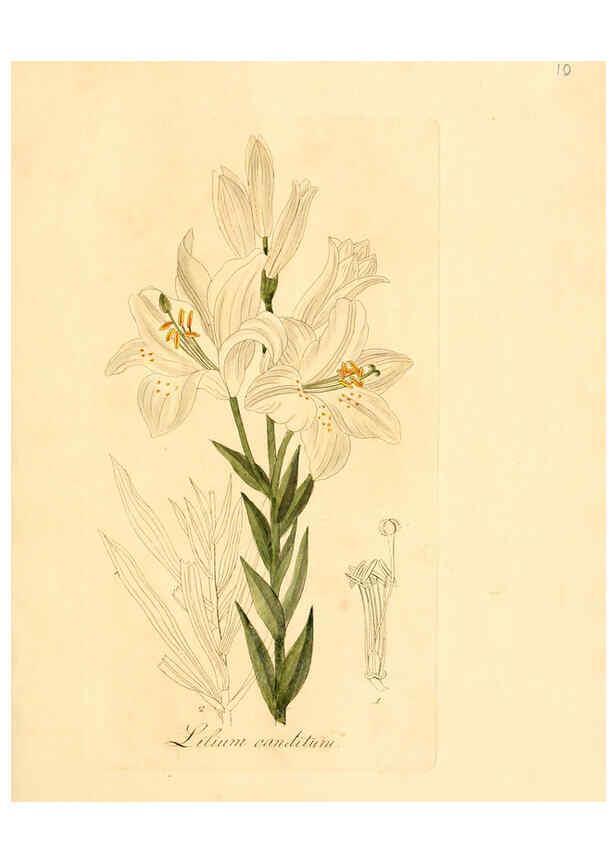 Reproducción/Reproduction 6032527752: Flora medica, oder, Abbildung der wichtigsten officinellen Pflanzen Jena,August Schmid,1831 [i.e. 1829-1831] 