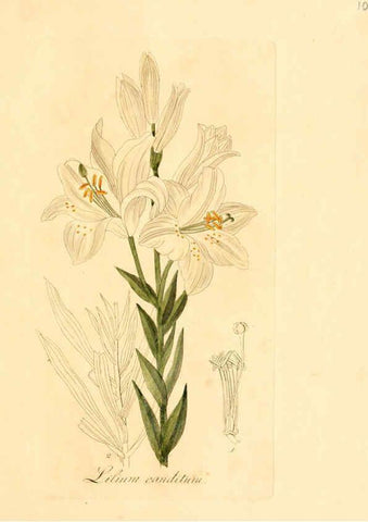 Reproducción/Reproduction 6032527752: Flora medica, oder, Abbildung der wichtigsten officinellen Pflanzen Jena,August Schmid,1831 [i.e. 1829-1831] 