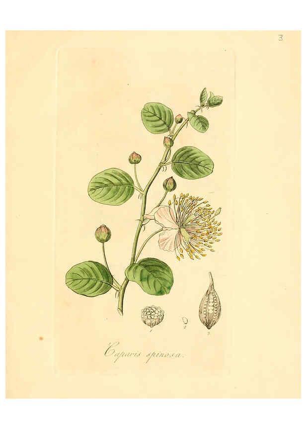 Reproducción/Reproduction 6031966619: Flora medica, oder, Abbildung der wichtigsten officinellen Pflanzen Jena,August Schmid,1831 [i.e. 1829-1831] 