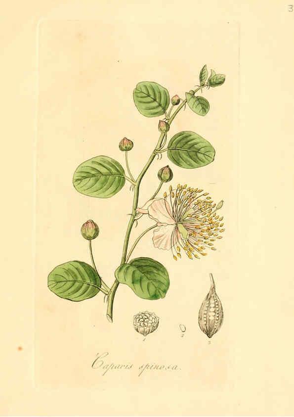 Reproducción/Reproduction 6031966619: Flora medica, oder, Abbildung der wichtigsten officinellen Pflanzen Jena,August Schmid,1831 [i.e. 1829-1831] 