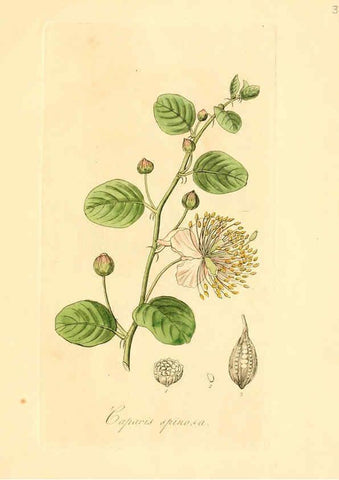 Reproducción/Reproduction 6031966619: Flora medica, oder, Abbildung der wichtigsten officinellen Pflanzen Jena,August Schmid,1831 [i.e. 1829-1831] 