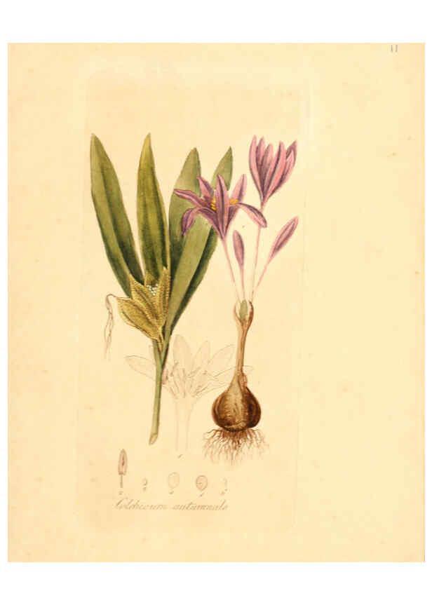 Reproducción/Reproduction 6031968405: Flora medica, oder, Abbildung der wichtigsten officinellen Pflanzen Jena,August Schmid,1831 [i.e. 1829-1831] 