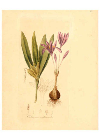 Reproducción/Reproduction 6031968405: Flora medica, oder, Abbildung der wichtigsten officinellen Pflanzen Jena,August Schmid,1831 [i.e. 1829-1831] 