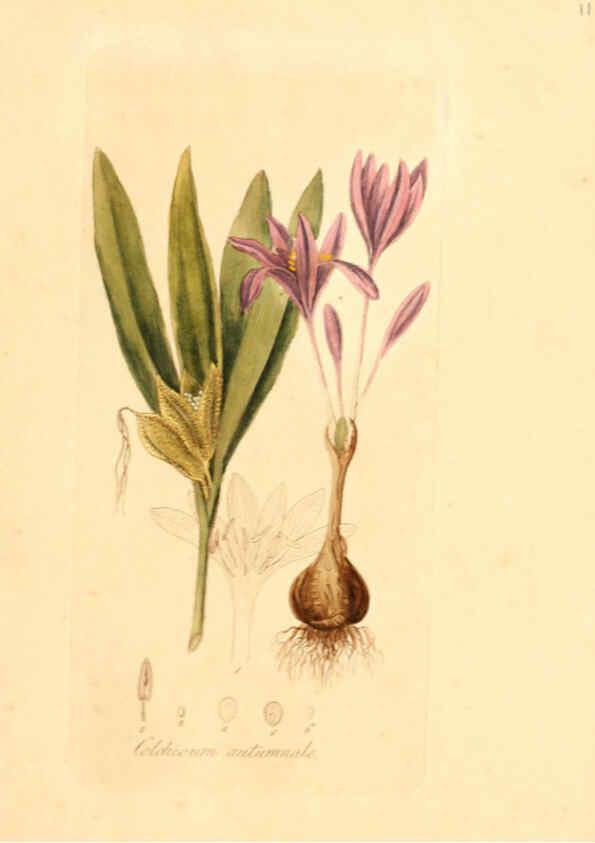 Reproducción/Reproduction 6031968405: Flora medica, oder, Abbildung der wichtigsten officinellen Pflanzen Jena,August Schmid,1831 [i.e. 1829-1831] 