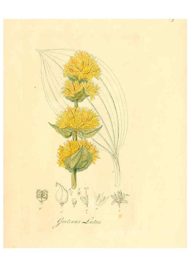 Reproducción/Reproduction 6032528478: Flora medica, oder, Abbildung der wichtigsten officinellen Pflanzen Jena,August Schmid,1831 [i.e. 1829-1831] 