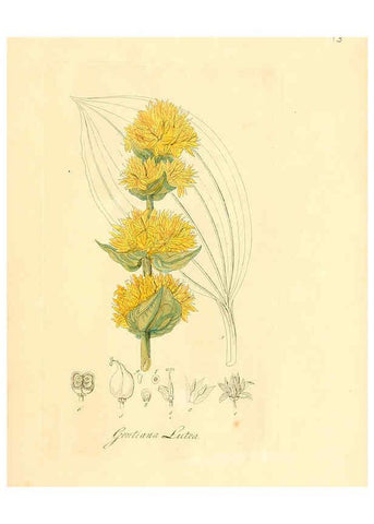 Reproducción/Reproduction 6032528478: Flora medica, oder, Abbildung der wichtigsten officinellen Pflanzen Jena,August Schmid,1831 [i.e. 1829-1831] 