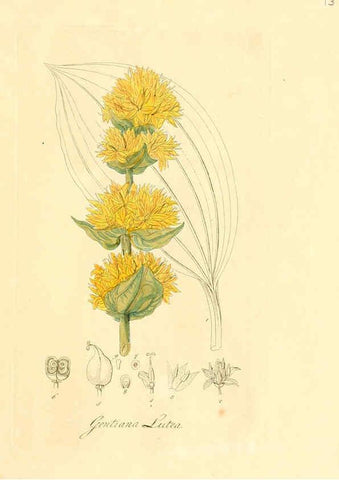 Reproducción/Reproduction 6032528478: Flora medica, oder, Abbildung der wichtigsten officinellen Pflanzen Jena,August Schmid,1831 [i.e. 1829-1831] 