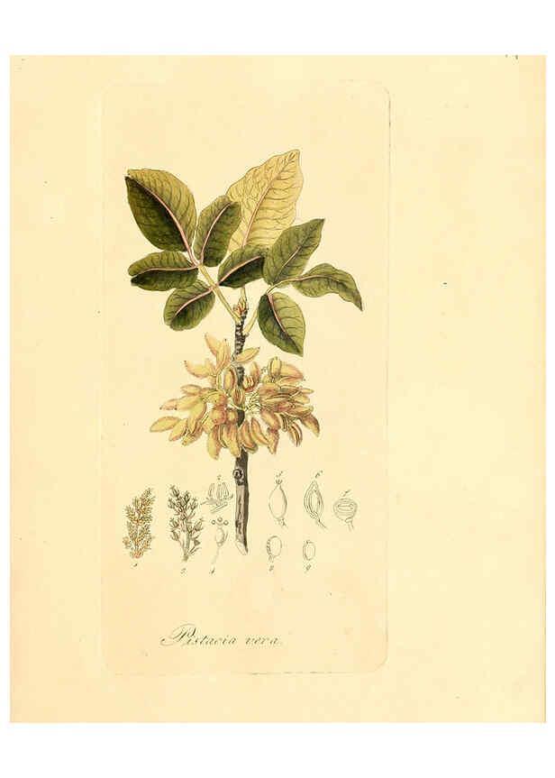 Reproducción/Reproduction 6032528742: Flora medica, oder, Abbildung der wichtigsten officinellen Pflanzen Jena,August Schmid,1831 [i.e. 1829-1831] 