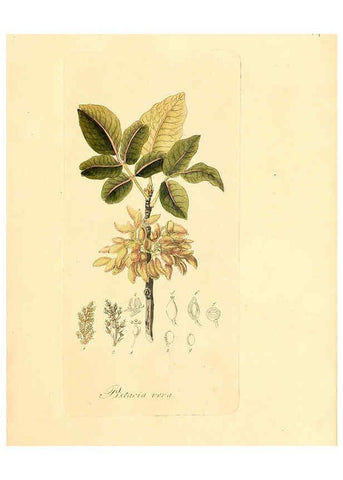 Reproducción/Reproduction 6032528742: Flora medica, oder, Abbildung der wichtigsten officinellen Pflanzen Jena,August Schmid,1831 [i.e. 1829-1831] 