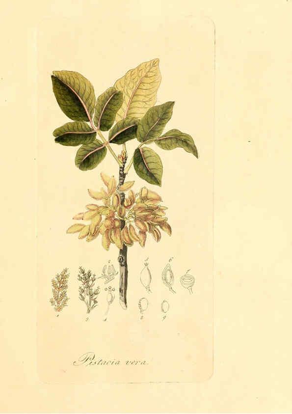 Reproducción/Reproduction 6032528742: Flora medica, oder, Abbildung der wichtigsten officinellen Pflanzen Jena,August Schmid,1831 [i.e. 1829-1831] 