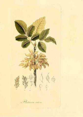 Reproducción/Reproduction 6032528742: Flora medica, oder, Abbildung der wichtigsten officinellen Pflanzen Jena,August Schmid,1831 [i.e. 1829-1831] 