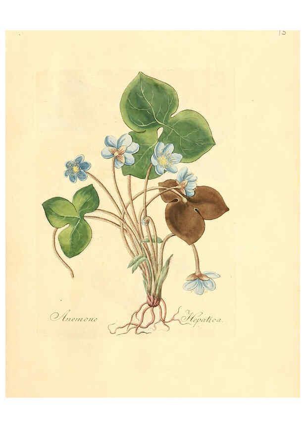 Reproducción/Reproduction 6031969365: Flora medica, oder, Abbildung der wichtigsten officinellen Pflanzen Jena,August Schmid,1831 [i.e. 1829-1831] 