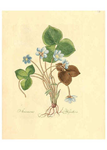 Reproducción/Reproduction 6031969365: Flora medica, oder, Abbildung der wichtigsten officinellen Pflanzen Jena,August Schmid,1831 [i.e. 1829-1831] 