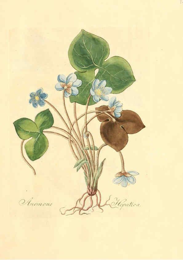 Reproducción/Reproduction 6031969365: Flora medica, oder, Abbildung der wichtigsten officinellen Pflanzen Jena,August Schmid,1831 [i.e. 1829-1831] 