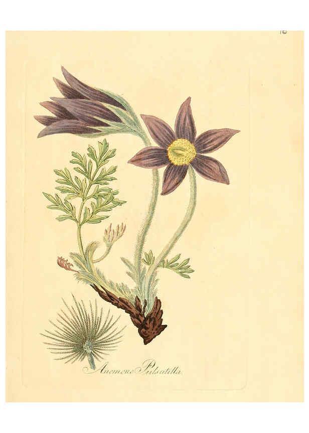 Reproducción/Reproduction 6031969563: Flora medica, oder, Abbildung der wichtigsten officinellen Pflanzen Jena,August Schmid,1831 [i.e. 1829-1831] 
