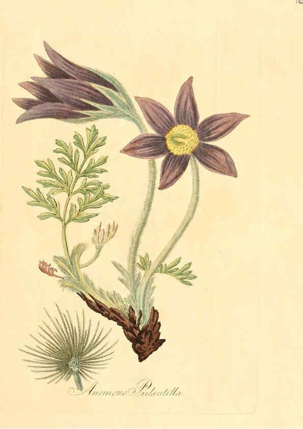 Reproducción/Reproduction 6031969563: Flora medica, oder, Abbildung der wichtigsten officinellen Pflanzen Jena,August Schmid,1831 [i.e. 1829-1831] 