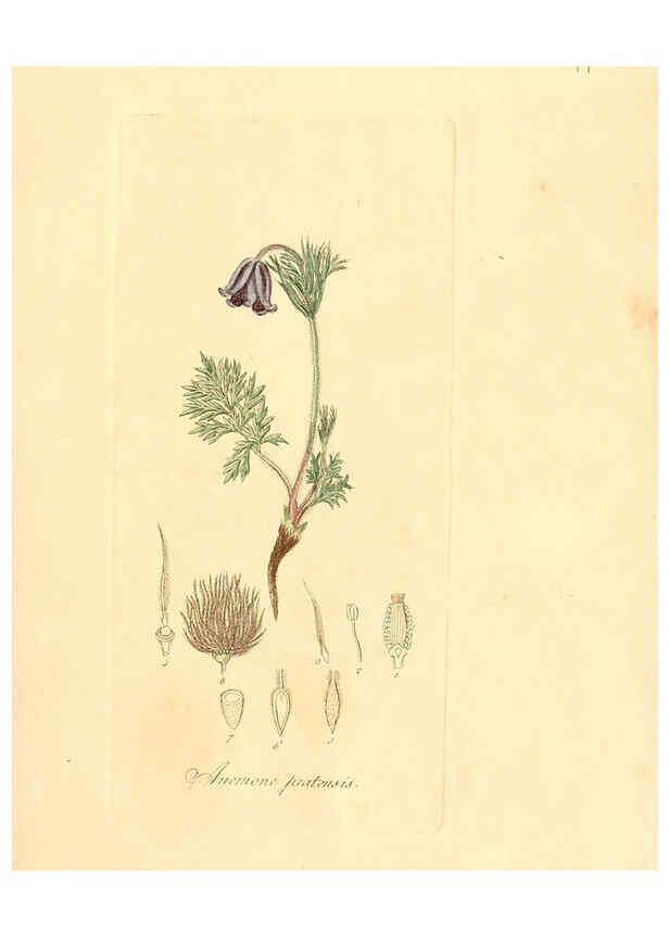Reproducción/Reproduction 6031969743: Flora medica, oder, Abbildung der wichtigsten officinellen Pflanzen Jena,August Schmid,1831 [i.e. 1829-1831] 