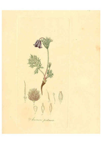 Reproducción/Reproduction 6031969743: Flora medica, oder, Abbildung der wichtigsten officinellen Pflanzen Jena,August Schmid,1831 [i.e. 1829-1831] 