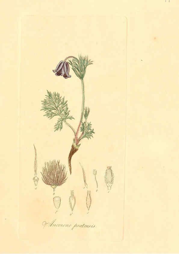 Reproducción/Reproduction 6031969743: Flora medica, oder, Abbildung der wichtigsten officinellen Pflanzen Jena,August Schmid,1831 [i.e. 1829-1831] 