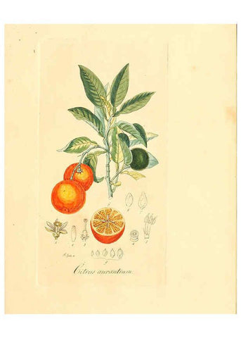 Reproducción/Reproduction 6032529620: Flora medica, oder, Abbildung der wichtigsten officinellen Pflanzen Jena,August Schmid,1831 [i.e. 1829-1831] 