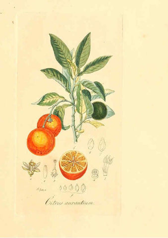 Reproducción/Reproduction 6032529620: Flora medica, oder, Abbildung der wichtigsten officinellen Pflanzen Jena,August Schmid,1831 [i.e. 1829-1831] 