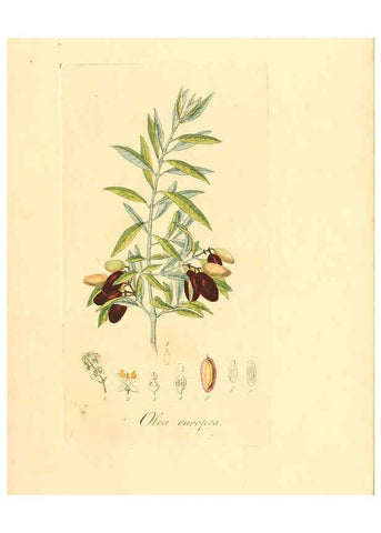 Reproducción/Reproduction 6031970215: Flora medica, oder, Abbildung der wichtigsten officinellen Pflanzen Jena,August Schmid,1831 [i.e. 1829-1831] 