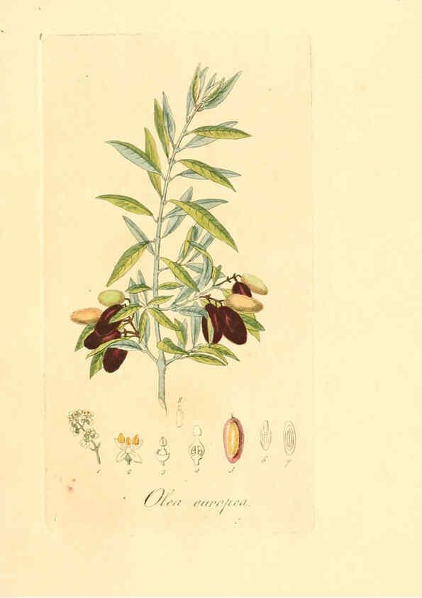 Reproducción/Reproduction 6031970215: Flora medica, oder, Abbildung der wichtigsten officinellen Pflanzen Jena,August Schmid,1831 [i.e. 1829-1831] 