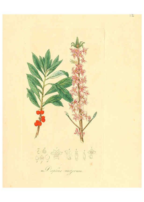 Reproducción/Reproduction 6032528242: Flora medica, oder, Abbildung der wichtigsten officinellen Pflanzen Jena,August Schmid,1831 [i.e. 1829-1831] 
