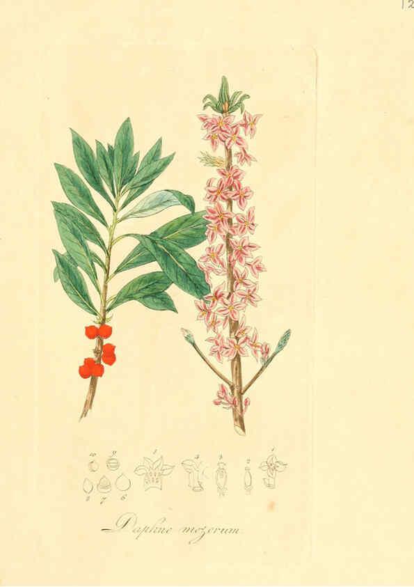 Reproducción/Reproduction 6032528242: Flora medica, oder, Abbildung der wichtigsten officinellen Pflanzen Jena,August Schmid,1831 [i.e. 1829-1831] 