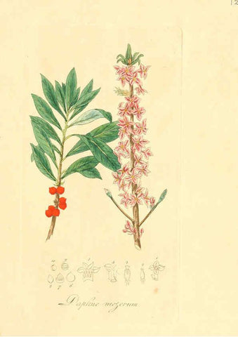 Reproducción/Reproduction 6032528242: Flora medica, oder, Abbildung der wichtigsten officinellen Pflanzen Jena,August Schmid,1831 [i.e. 1829-1831] 