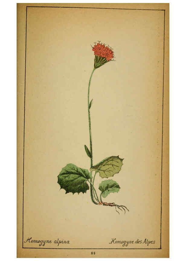 Reproducción/Reproduction 6031668387: Choix de plantes de l'Europe centrale et particulièrement de la Suisse et de la Savoie Genève,F. Richard,1878