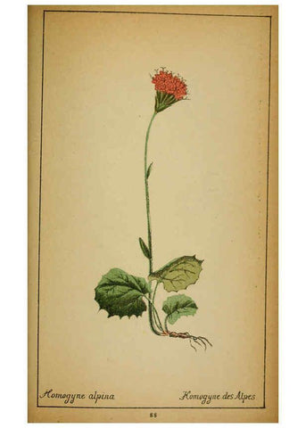 Reproducción/Reproduction 6031668387: Choix de plantes de l'Europe centrale et particulièrement de la Suisse et de la Savoie Genève,F. Richard,1878