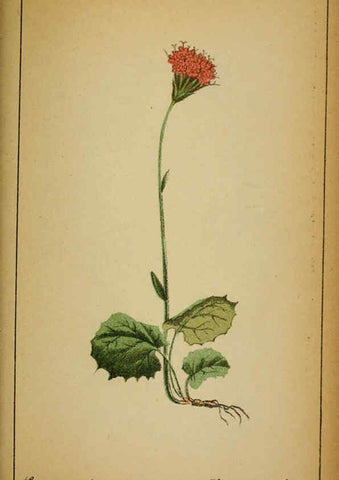 Reproducción/Reproduction 6031668387: Choix de plantes de l'Europe centrale et particulièrement de la Suisse et de la Savoie Genève,F. Richard,1878