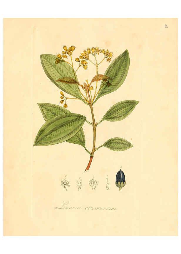 Reproducción/Reproduction 6031966259: Flora medica, oder, Abbildung der wichtigsten officinellen Pflanzen Jena,August Schmid,1831 [i.e. 1829-1831] 