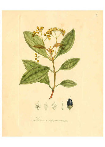 Reproducción/Reproduction 6031966259: Flora medica, oder, Abbildung der wichtigsten officinellen Pflanzen Jena,August Schmid,1831 [i.e. 1829-1831] 