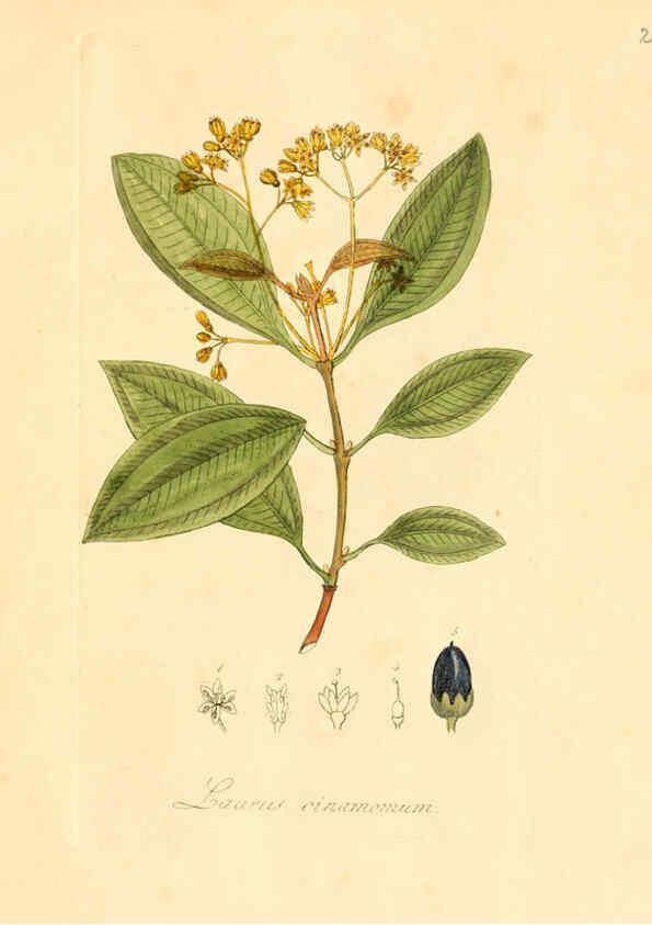 Reproducción/Reproduction 6031966259: Flora medica, oder, Abbildung der wichtigsten officinellen Pflanzen Jena,August Schmid,1831 [i.e. 1829-1831] 