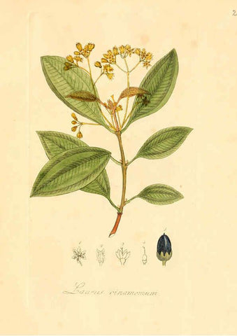 Reproducción/Reproduction 6031966259: Flora medica, oder, Abbildung der wichtigsten officinellen Pflanzen Jena,August Schmid,1831 [i.e. 1829-1831] 