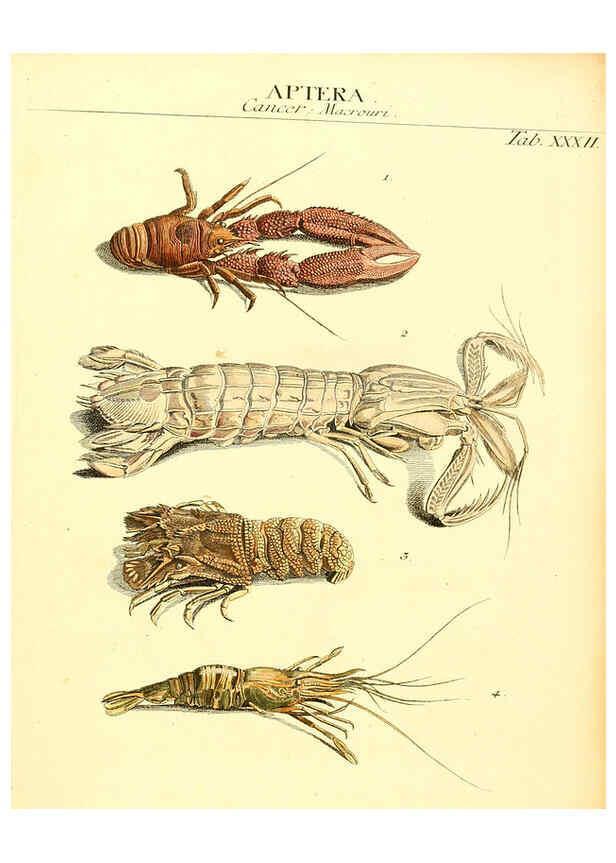Reproducción/Reproduction 6031835099: Dr. Sulzers Abgekürtze Geschichte der Insecten Winterthur :Bey H. Steiner ...,1776