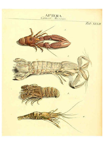 Reproducción/Reproduction 6031835099: Dr. Sulzers Abgekürtze Geschichte der Insecten Winterthur :Bey H. Steiner ...,1776