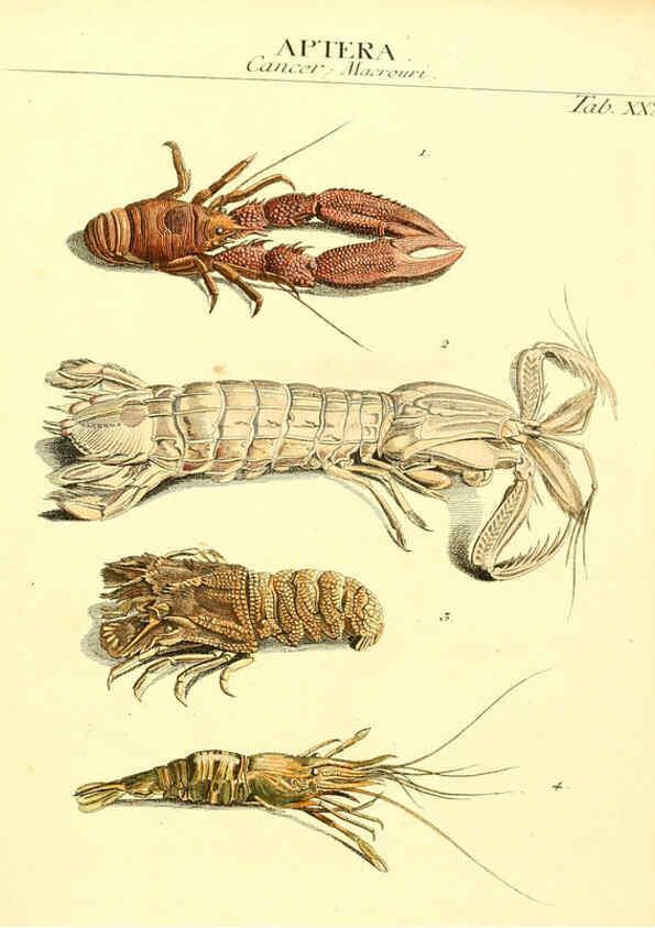 Reproducción/Reproduction 6031835099: Dr. Sulzers Abgekürtze Geschichte der Insecten Winterthur :Bey H. Steiner ...,1776