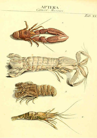 Reproducción/Reproduction 6031835099: Dr. Sulzers Abgekürtze Geschichte der Insecten Winterthur :Bey H. Steiner ...,1776