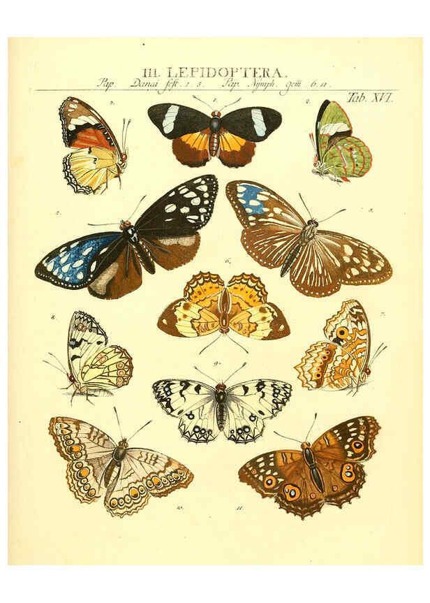 Reproducción/Reproduction 6032390720: Dr. Sulzers Abgekürtze Geschichte der Insecten Winterthur :Bey H. Steiner ...,1776