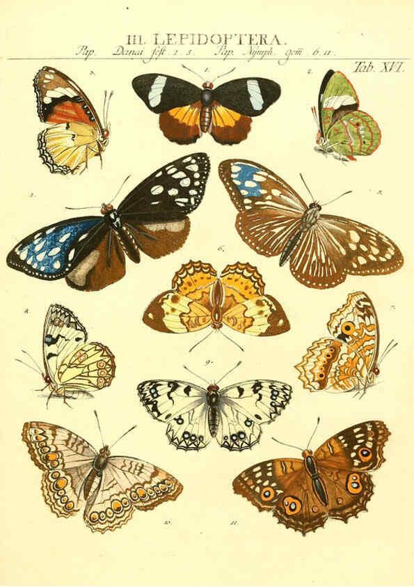 Reproducción/Reproduction 6032390720: Dr. Sulzers Abgekürtze Geschichte der Insecten Winterthur :Bey H. Steiner ...,1776