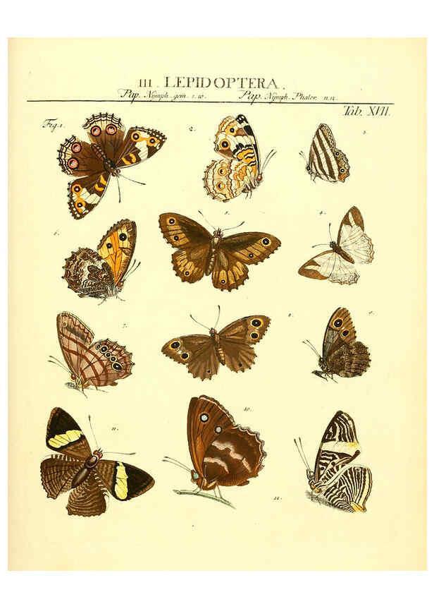 Reproducción/Reproduction 6031831723: Dr. Sulzers Abgekürtze Geschichte der Insecten Winterthur :Bey H. Steiner ...,1776