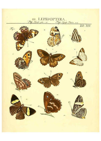Reproducción/Reproduction 6031831723: Dr. Sulzers Abgekürtze Geschichte der Insecten Winterthur :Bey H. Steiner ...,1776