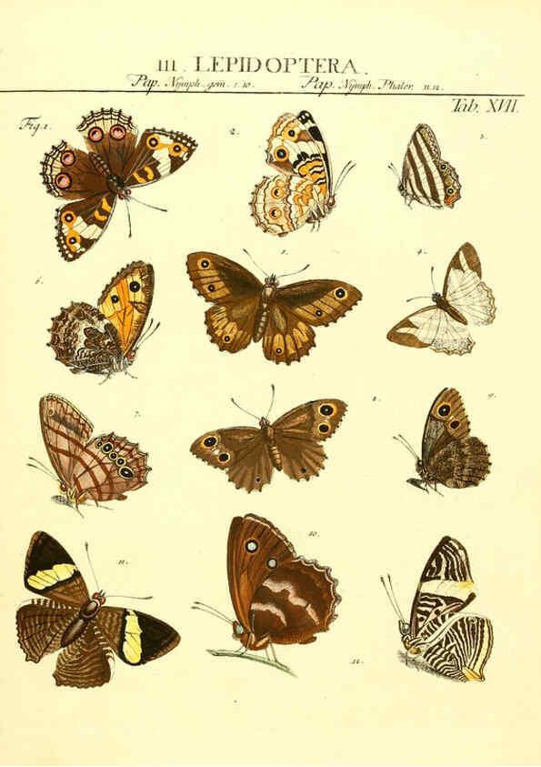 Reproducción/Reproduction 6031831723: Dr. Sulzers Abgekürtze Geschichte der Insecten Winterthur :Bey H. Steiner ...,1776