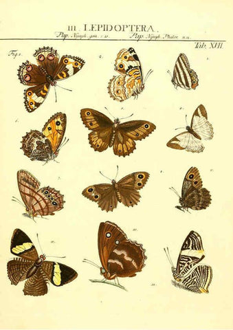 Reproducción/Reproduction 6031831723: Dr. Sulzers Abgekürtze Geschichte der Insecten Winterthur :Bey H. Steiner ...,1776