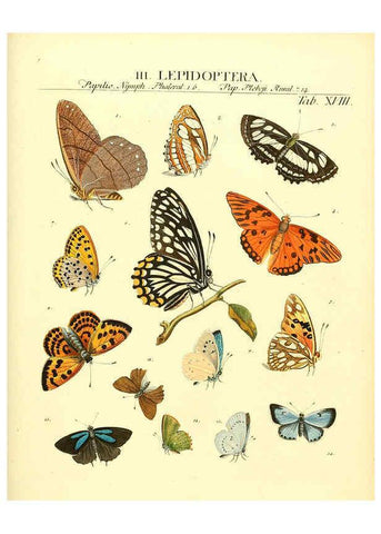 Reproducción/Reproduction 6032391404: Dr. Sulzers Abgekürtze Geschichte der Insecten Winterthur :Bey H. Steiner ...,1776